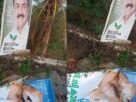 പാലാ നഗരസഭ പ്രദേശത്ത് സ്ഥാപിച്ച മാണി സി കാപ്പന്റെ പ്രചരണ ബോർഡുകൾ നശിപ്പിച്ചു എന്ന് ആക്ഷേപം; പരാതി നൽകാൻ യുഡിഎഫ് പാലാ നഗരസഭ പ്രദേശത്ത് സ്ഥാപിച്ച മാണി സി കാപ്പന്റെ പ്രചരണ ബോർഡുകൾ നശിപ്പിച്ചു എന്ന് ആക്ഷേപം; പരാതി നൽകാൻ യുഡിഎഫ്