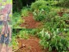 കാട്ടുപന്നികളും കടവാവലുകളും വ്യാപകമായി കൃഷിനാശം വരുത്തുന്നു, അടിയന്തിര നടപടി വേണം: റെസിഡന്റ്‌സ് കൗണ്‍സില്‍