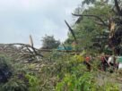പാലാ റിവർവ്യൂ റോഡിൽ കണ്ടെയ്നർ ലോറി മരത്തിലിടിച്ച് അപകടം