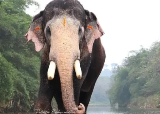 pallattu-Brahmadathan-dies
