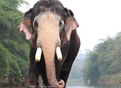 pallattu-Brahmadathan-dies