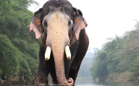 pallattu-Brahmadathan-dies